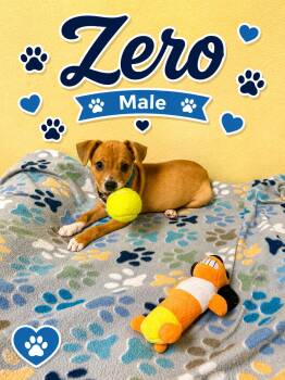 Zero -  Chihuahua Dog for Adoption in Douglas, Massachusetts - Zero | PetCurious