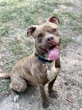 Mixed Breed Dogs Available for Adoption - Chipper | PetCurious