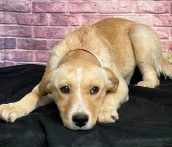 Labrador Retriever Dogs Available for Adoption in Sedalia, Colorado - Buffy | PetCurious