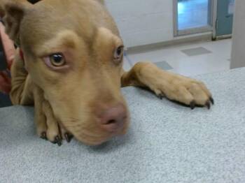 LEMONADE -  Boxer Dog for Adoption in Oklahoma City, Oklahoma - LEMONADE | PetCurious