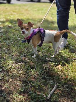 Rescue Chihuahua Dogs for Adoption in Columbia, Maryland - Razzamatazz | PetCurious