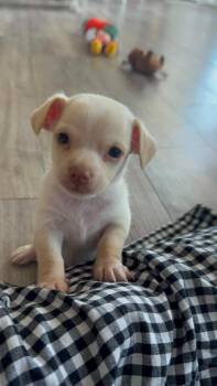 Boomer -  Terrier Dog for Adoption in Mesa, Arizona - Boomer | PetCurious