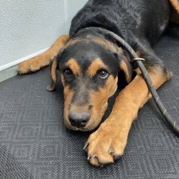 Rescue Mixed Breed Dogs for Adoption in Abilene, Texas - Gooney | PetCurious