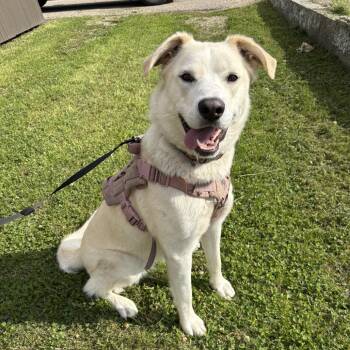 Norma D26-019 -  Labrador Retriever and Husky Dog for Adoption in Elbow Lake, Minnesota - Norma D26-019 | PetCurious