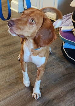 Rescue Hound Dogs for Adoption in Fairfax, Virginia - Ryder *Adopt Or Foster* | PetCurious