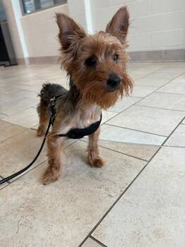 Princeton -  Yorkshire Terrier Dog for Adoption in Disputanta, Virginia - Princeton | PetCurious