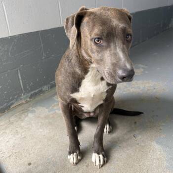 Pit Bull Terrier Dogs Available for Adoption in Columbus, North Carolina - Pearl | PetCurious