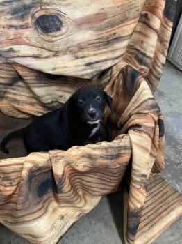 Tim -  Mixed Breed Dog for Adoption in Minot, North Dakota - Tim | PetCurious