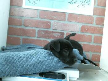 Staffordshire Bull Terrier and Mixed Breed Dogs Available for Adoption - A2058347 | PetCurious