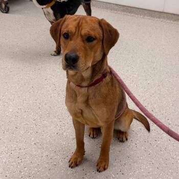 Labrador Retriever and Beagle Dogs Available for Adoption - Bear | PetCurious