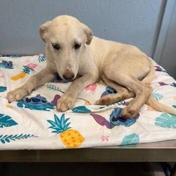 Xamira -  Labrador Retriever and Collie Dog for Adoption in Hattiesburg, Mississippi - Xamira | PetCurious