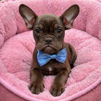 French Bulldog Dogs Available for Adoption in Crosby, Texas - Bristol  | PetCurious