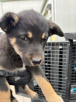 Cattle Dog Dogs Available for Adoption - Phantom | PetCurious