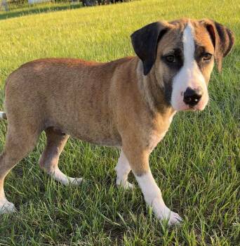 Rescue Pit Bull Terrier and Hound Dogs for Adoption in Conroe, Texas - Forest (East Texas Litter) | PetCurious