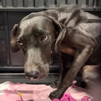 Griffin -  Black Labrador Retriever and Mixed Breed Dog for Adoption in Abilene, Texas - Griffin | PetCurious