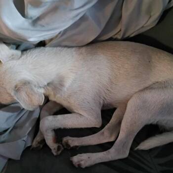 Palo -  Chihuahua Dog for Adoption in Kingman, Kansas - Palo | PetCurious