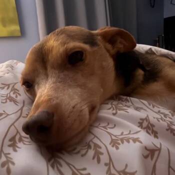 JJ -  Chihuahua and Mixed Breed Dog for Adoption in Kansas City, Missouri - JJ | PetCurious