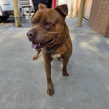 Mixed Breed Dogs Available for Adoption in Columbus, Georgia - 04/23/2026-Stray-SaintMarysRoad-BQ | PetCurious