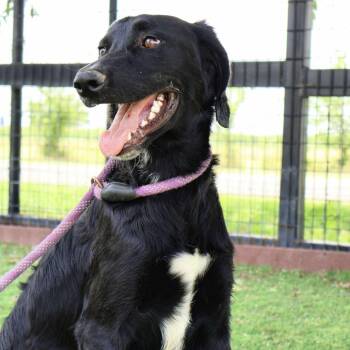 Rescue Hound and Mixed Breed Dogs for Adoption in Austin, Texas - Karter JuM | PetCurious