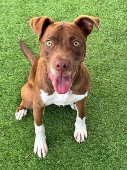 SANDERS -  Pit Bull Terrier Dog for Adoption in Fort Myers, Florida - SANDERS | PetCurious