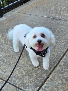 Rescue Bichon Frise Dogs for Adoption in Washington, Missouri - Annie | PetCurious
