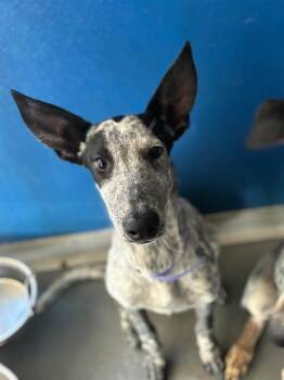 A256387 -  Australian Cattle Dog Blue Heeler and Mixed Breed Dog for Adoption in Visalia, California - A256387 | PetCurious