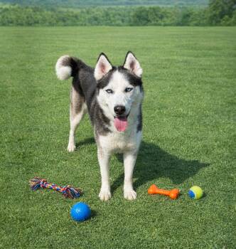 Mixed Breed Dogs Available for Adoption - Yukon | PetCurious