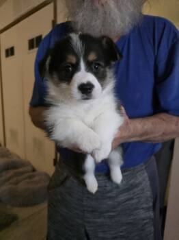 Baby -  Pembroke Welsh Corgi Dog for Sale in Red Bluff, California - Baby | PetCurious