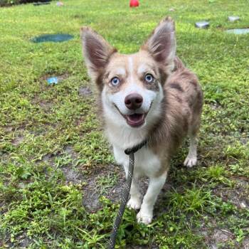 Han Solo -  Mixed Breed Dog for Adoption - Han Solo | PetCurious
