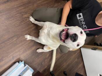 Rescue American Bully Dogs for Adoption in Albemarle, North Carolina - Sampson | PetCurious