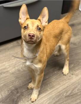 German Shepherd Dog and Labrador Retriever Dogs Available for Adoption - Hope | PetCurious