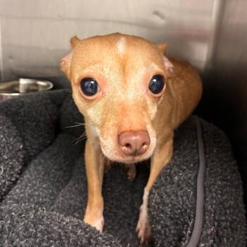Iris -  Chihuahua Dog for Adoption in Abilene, Texas - Iris | PetCurious