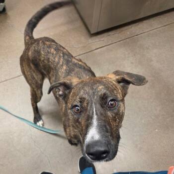 Briskett -  Labrador Retriever Dog for Adoption in Chattanooga, Tennessee - Briskett | PetCurious