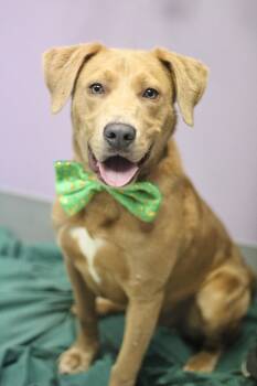 Labrador Retriever Dogs Available for Adoption - Sidney In NH! Come Meet Our Adoptable Dogs Wednesday-Saturday. M | PetCurious