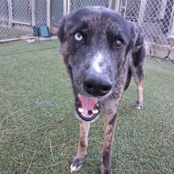 Rescue Black Labrador Retriever and Catahoula Leopard Dog Dogs for Adoption in Galveston, Texas - Hobo | PetCurious