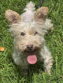 Thor -  Miniature Schnauzer Dog for Adoption in Meherrin, Virginia - Thor | PetCurious