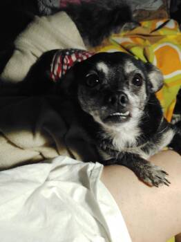 Mr Bean -  Chihuahua Dog for Adoption in Garland, Texas - Mr Bean | PetCurious