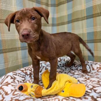 Goose -  Labrador Retriever Dog for Adoption in Gainesville, Texas - Goose | PetCurious