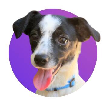 Dorothy -  Mixed Breed Dog for Adoption in Pacific Grove, California - Dorothy | PetCurious