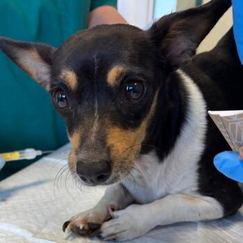 Terrier and Dachshund Dogs Available for Adoption in Nashville, Tennessee - Georgia | PetCurious