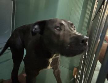 Moosey Gooobert -  Mixed Breed Dog for Adoption in New York, New York - Moosey Gooobert | PetCurious