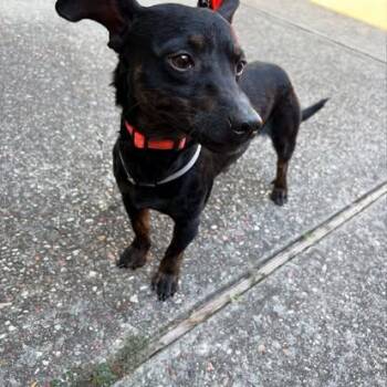 Dante ( 14 lbs, friendly, affectionate, house trained) -  Miniature Pinscher Dog for Adoption in Grand Rapids, Michigan - Dante ( 14 Lbs, Friendly, Affectionate, House Trained) | PetCurious