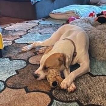 Buddy "Bohdi" -  Labrador Retriever and Mixed Breed Dog Available for Adoption in Brock, Texas - Buddy "Bohdi" | PetCurious