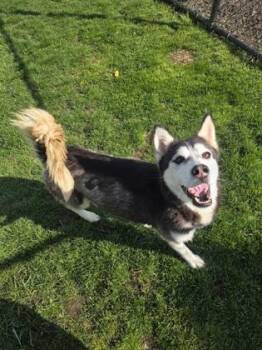 Siberian Husky and Mixed Breed Dogs Available for Adoption in Westland, Michigan - Sky | PetCurious
