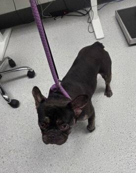 Nutmeg -  French Bulldog Dog for Adoption in Oakland, California - Nutmeg | PetCurious
