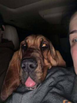 Bloodhound Dogs Available for Adoption - Kahlua - COMING SOON! | PetCurious
