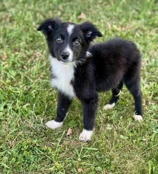 Wanda -  Australian Shepherd Dog for Adoption in Iron Ridge, Wisconsin - Wanda | PetCurious
