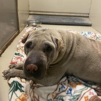 Maggie -  Shar Pei Dog for Adoption in Westminster, California - Maggie | PetCurious
