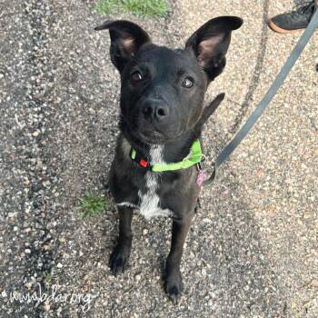 Mercy -  Belgian Shepherd Malinois and Mixed Breed Dog for Adoption in Cheyenne, Wyoming - Mercy | PetCurious