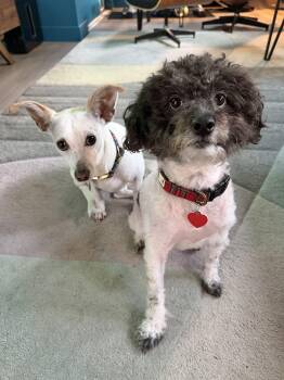 Rescue Miniature Poodle Dogs for Adoption in Los Angeles, California - DOYLE | PetCurious